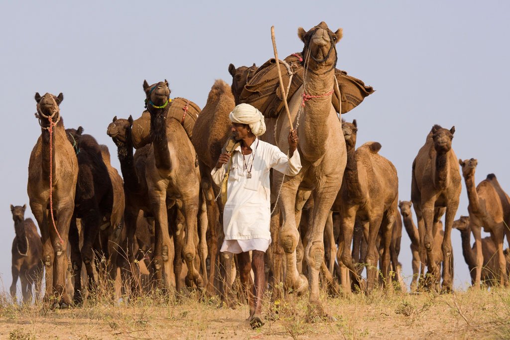 Pushkar-Camel-Fair-camel-herder-bringing-his-camels-to-the-Fair.jpg