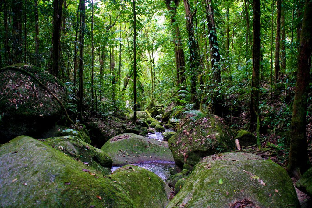 Résultats de recherche d'images pour « daintree rainforest australia instagrame »