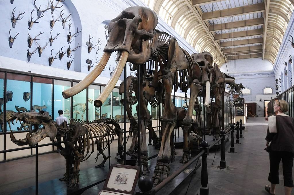 Museum Of Natural History Founded Museum Of Natural History Founded