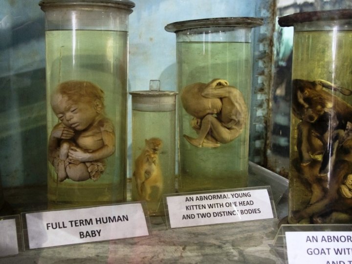 Natural History Museum Closed Dates Natural History Museum Closed Dates