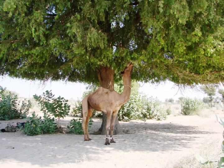 Jaisalmer camel safari - our camels eating the leaves on a tree in the desert