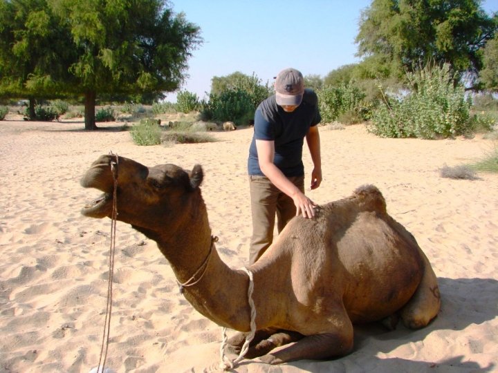 Jaisalmer camel safari - Graham tries to pacify one of the camels