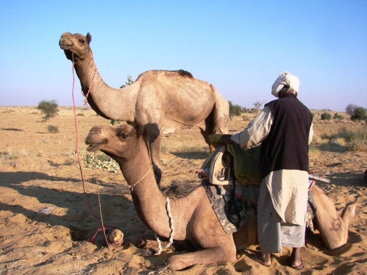 Jaisalmer camel safari - our guide loads the camels for the day