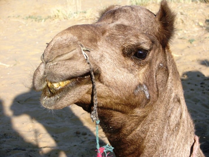 Jaisalmer camel safari - my bad-tempered camel