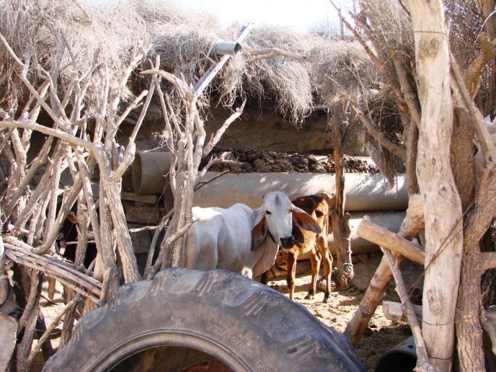 Jaisalmer camel safari - livestock in a village shelter