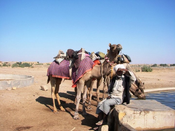 Jaisalmer camel safari - our thirsty camels at a watering hole in the desert