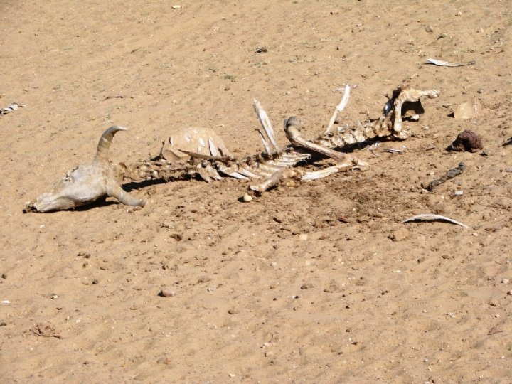 Jaisalmer camel safari - a skeleton of a cow