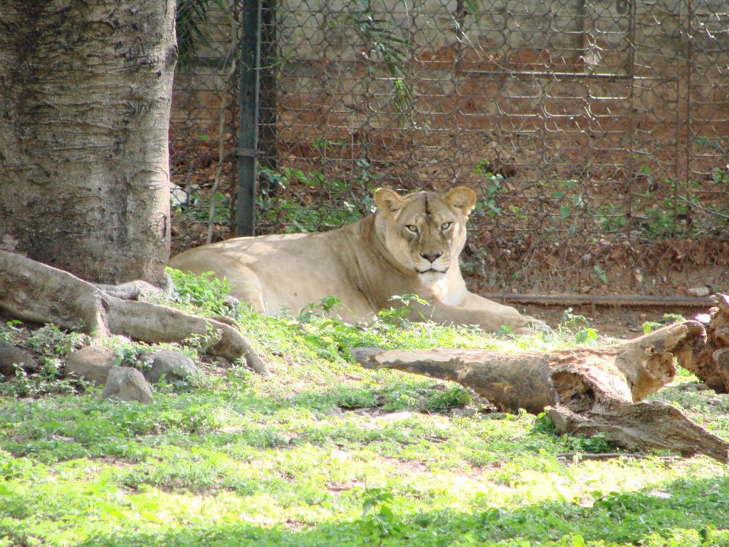 What Makes Mysore Zoo One of the Best Zoos in India