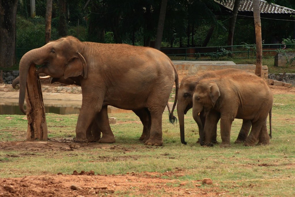What Makes Mysore Zoo One of the Best Zoos in India