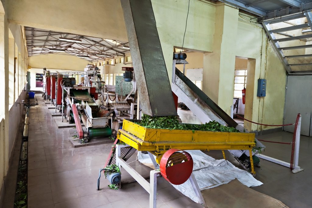 Watch The Tea Making Process At Tea Museum Munnar